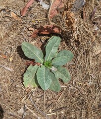 Lactuca virosa