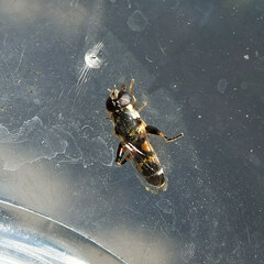 Syritta pipiens