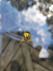 Misumenoides formosipes