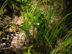 Fragaria virginiana
