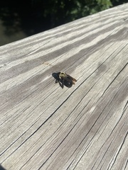Xylocopa virginica virginica