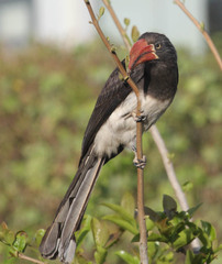 Lophoceros alboterminatus