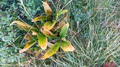 Gentiana