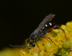 Episyron rufipes