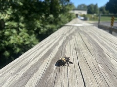 Xylocopa virginica virginica