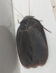 Polyphaga aegyptiaca