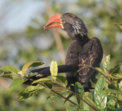 Lophoceros alboterminatus