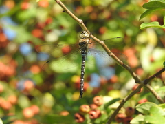 Aeshna mixta