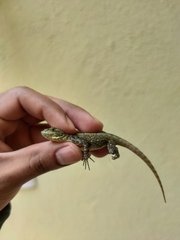 Sceloporus grammicus