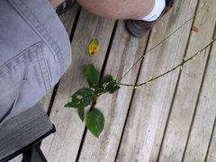 Persicaria virginiana