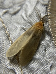 Lymantriinae
