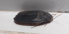 Polyphaga aegyptiaca
