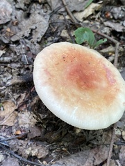 Russula fragilis