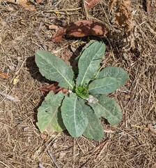 Lactuca virosa