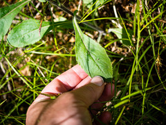 Solidago hispida