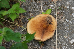 Paxillus