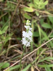 Spiranthes lacera