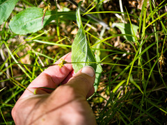 Solidago hispida