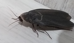 Polyphaga aegyptiaca