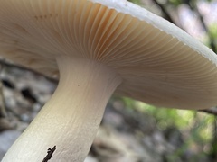Russula fragilis