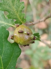 Andricus quercustozae