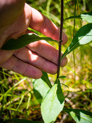 Solidago hispida
