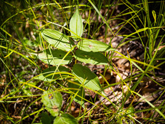 Maianthemum racemosum