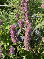 Monarda