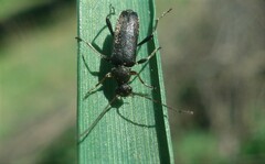 Grammoptera ruficornis