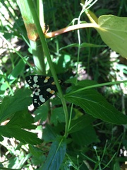 Callimorpha dominula