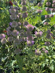 Monarda