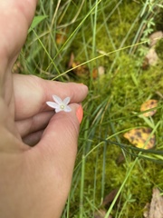Campanula aparinoides