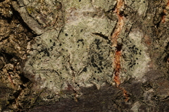Lecidella elaeochroma