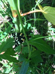 Callimorpha dominula