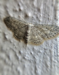 Idaea seriata