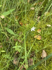 Campanula aparinoides