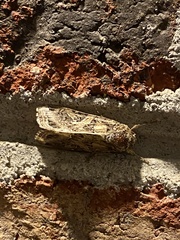 Spodoptera ornithogalli