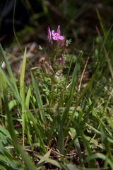Pedicularis sylvatica sylvatica