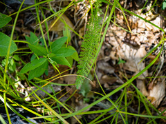 Achillea millefolium
