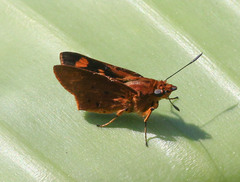 Parosmodes morantii morantii