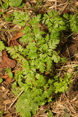 Anthriscus sylvestris