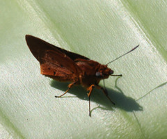 Parosmodes morantii morantii