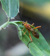 Cryptinae