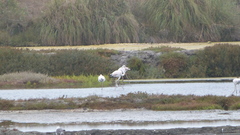 Phoenicopterus roseus