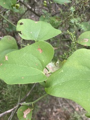 Smilax rotundifolia