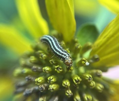 Homoeosoma electella