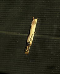 Agriphila vulgivagellus