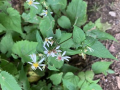 Eurybia