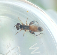 Syritta pipiens