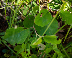 Amelanchier humilis